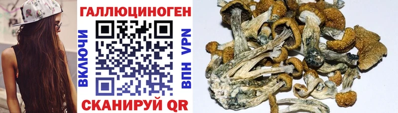 наркота  Донской  Псилоцибиновые грибы Psilocybe 
